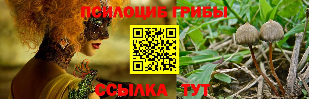 Псилоцибиновые грибы Psilocybine cubensis Обнинск